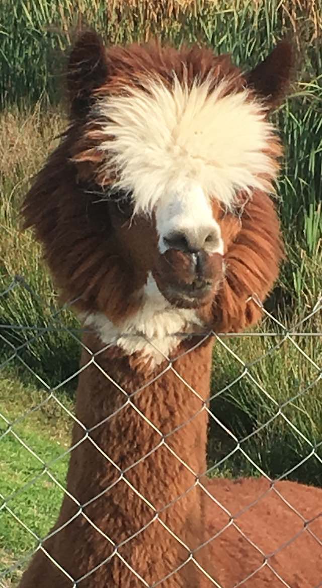 lama 2
